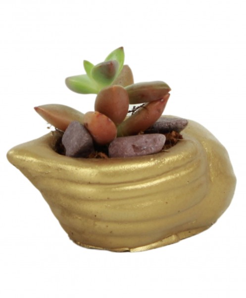 Mini Çiçek Saksı Küçük Sukulent Altın Kaktüs Saksısı Mini Deniz Salyangozu Model